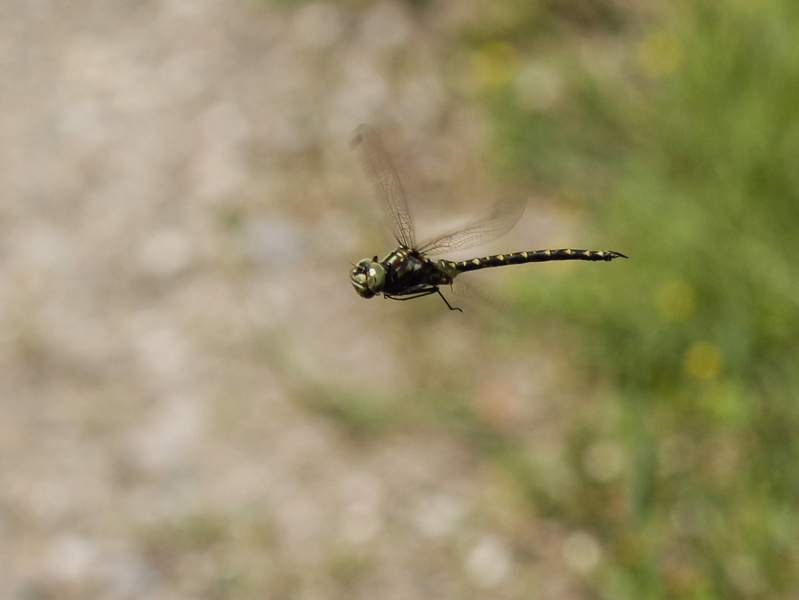 Cordulegaster maculata