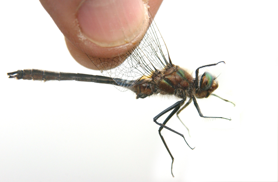 Odonata