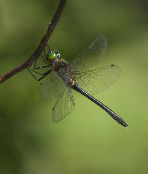 Dorocordulia libera