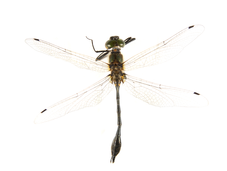 Odonata