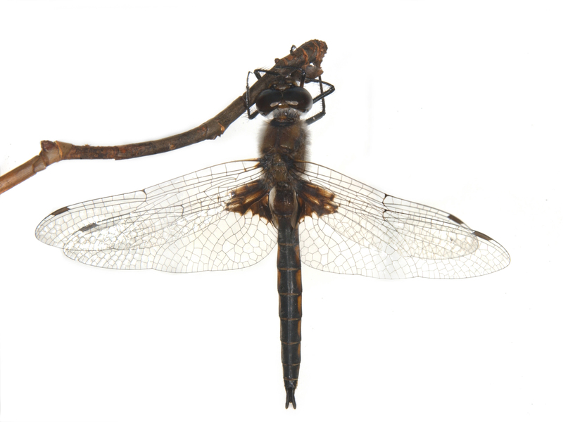 Odonata