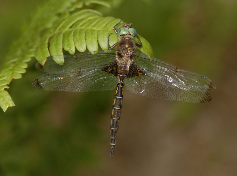 Odonata