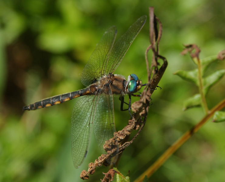 Odonata