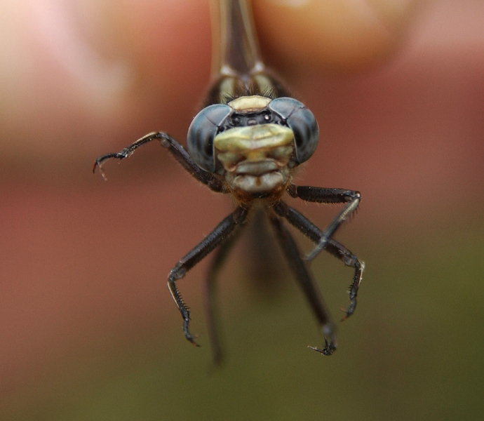 Gomphus spicatus