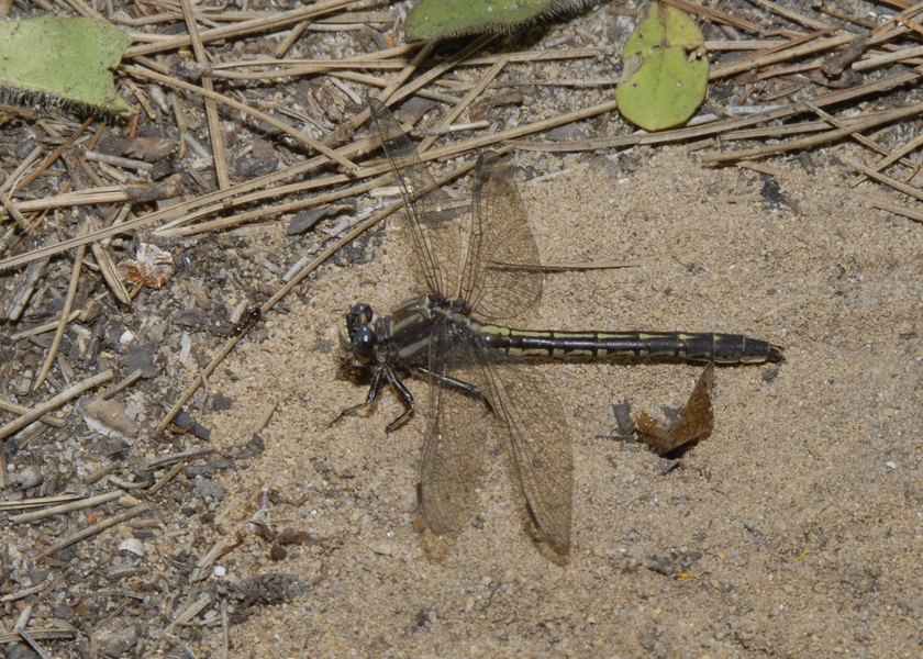 Gomphus spicatus