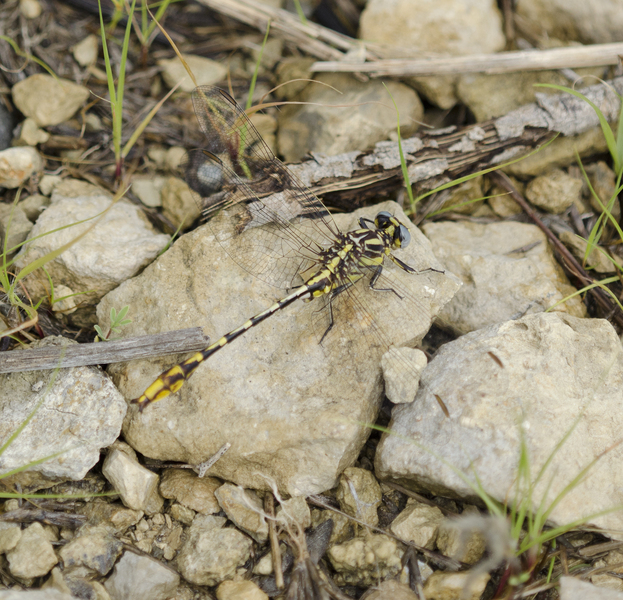 Gomphus militaris