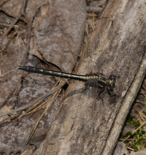 Gomphus spicatus