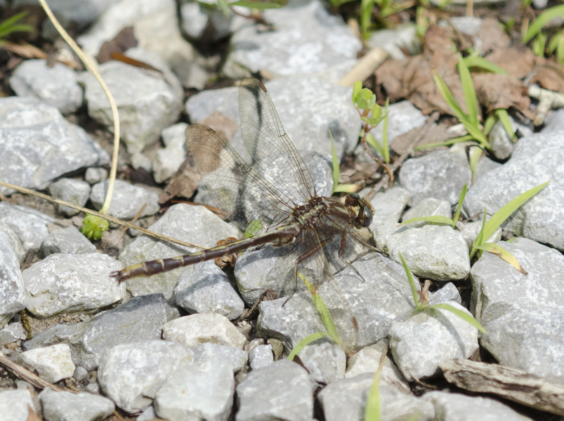 Odonata