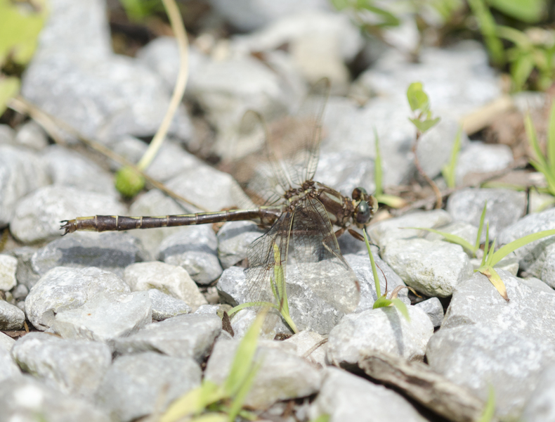 Odonata