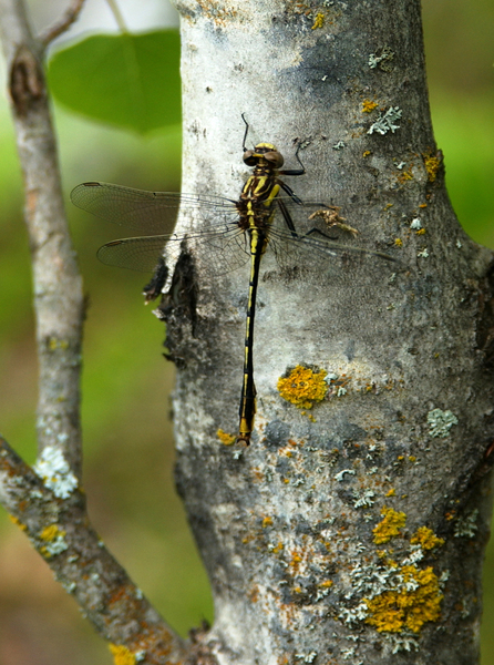 Gomphus exilis