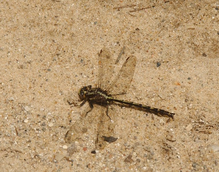 Gomphus spicatus