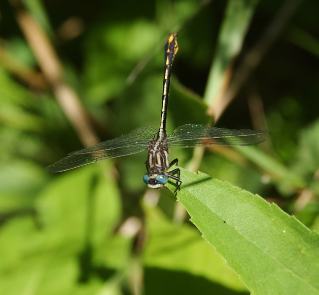 Gomphus graslinellus