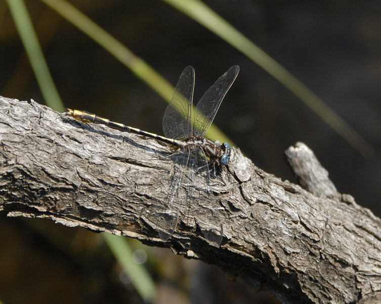 Odonata