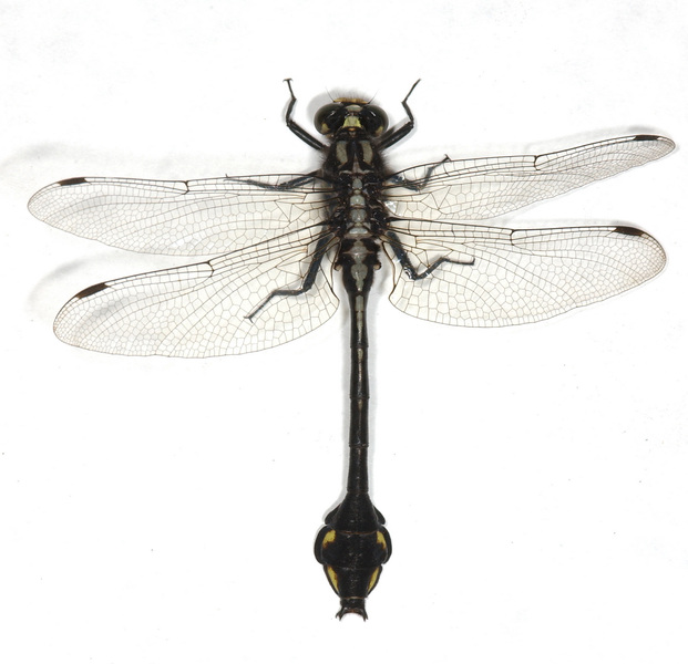 Odonata