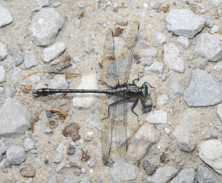 Dromogomphus0025