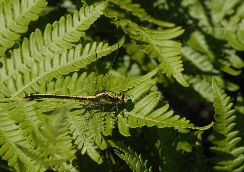 Dromogomphus spinosus