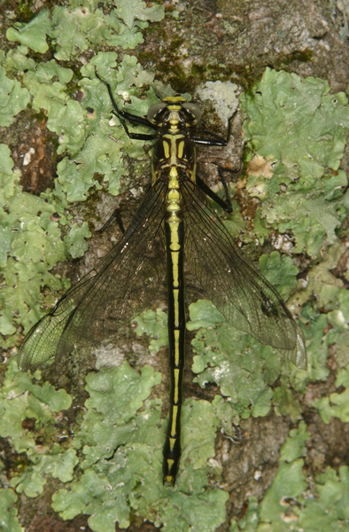 Dromogomphus8007