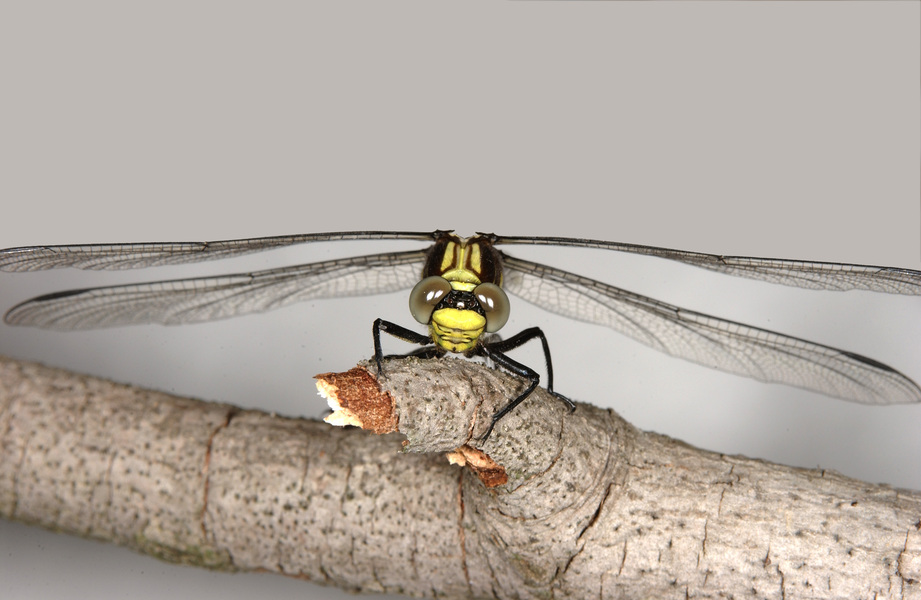 Dromogomphus spinosus