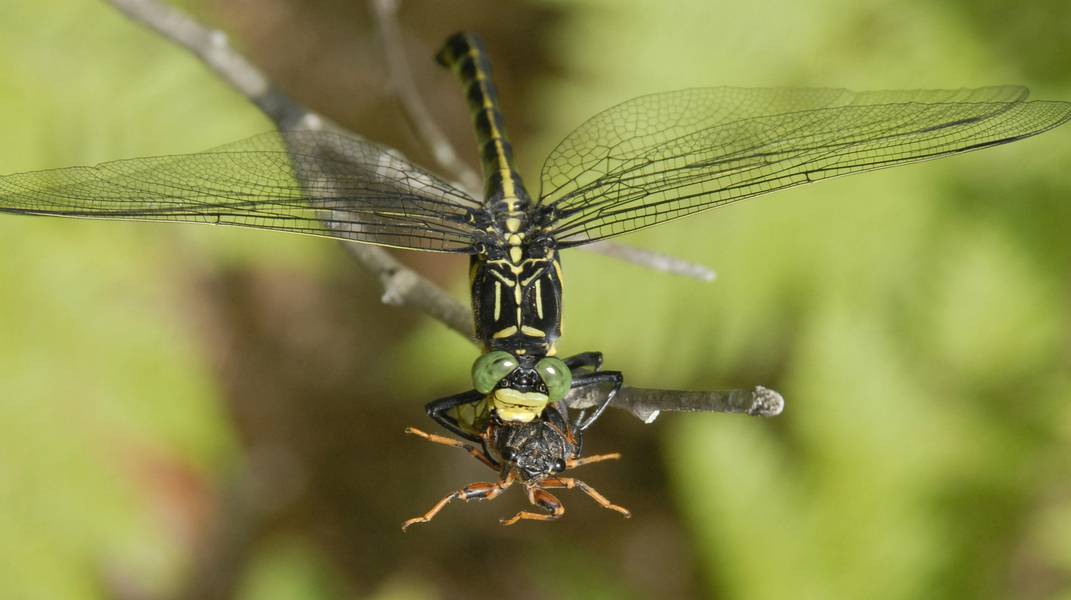 Odonata