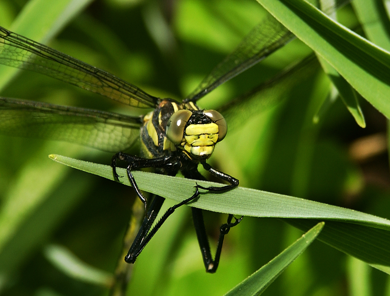 Hagenius brevistylus