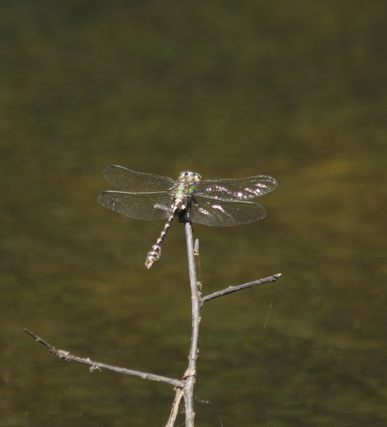 Ophiogomphus3920