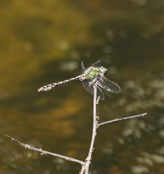 Ophiogomphus3925