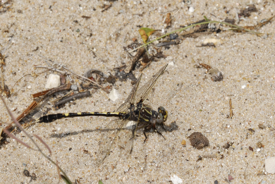 Progomphus obscurus