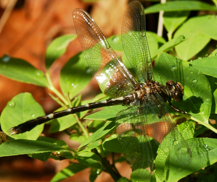 Progomphus obscurus