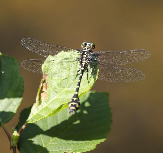 Gomphidae