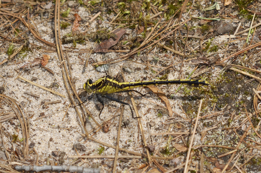 Odonata