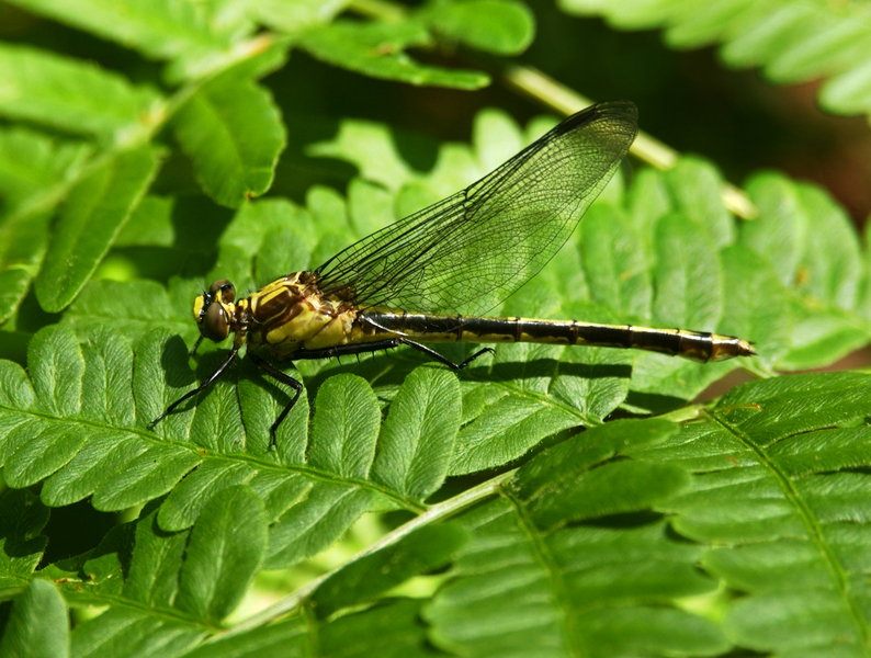 Dromogomphus