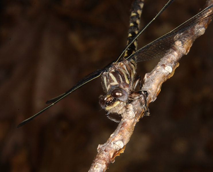 Progomphus obscurus