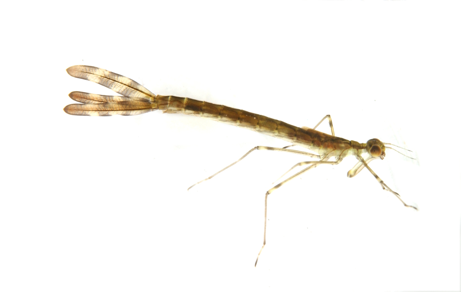 Odonata