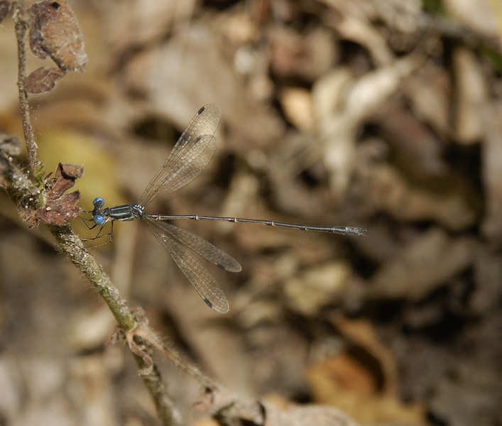 Lestes1192