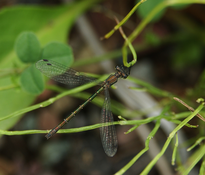 Odonata