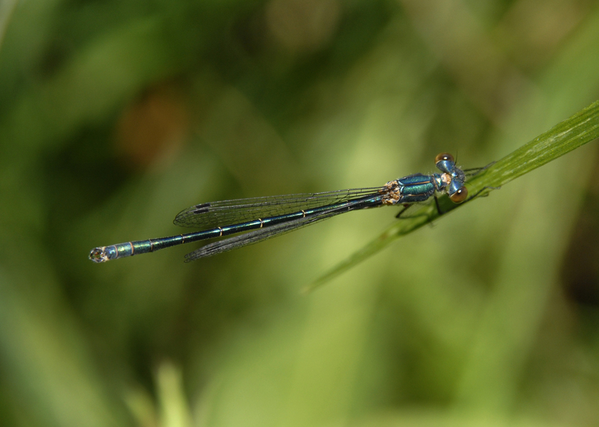 Lestes_dryas0017