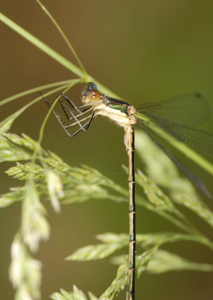 Lestes dryas