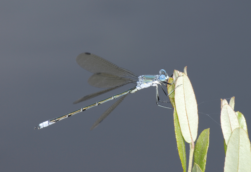 Lestes_eurinus0020