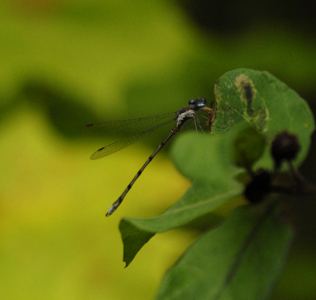 Lestes_ventral1107