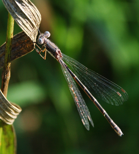 Eumetazoa