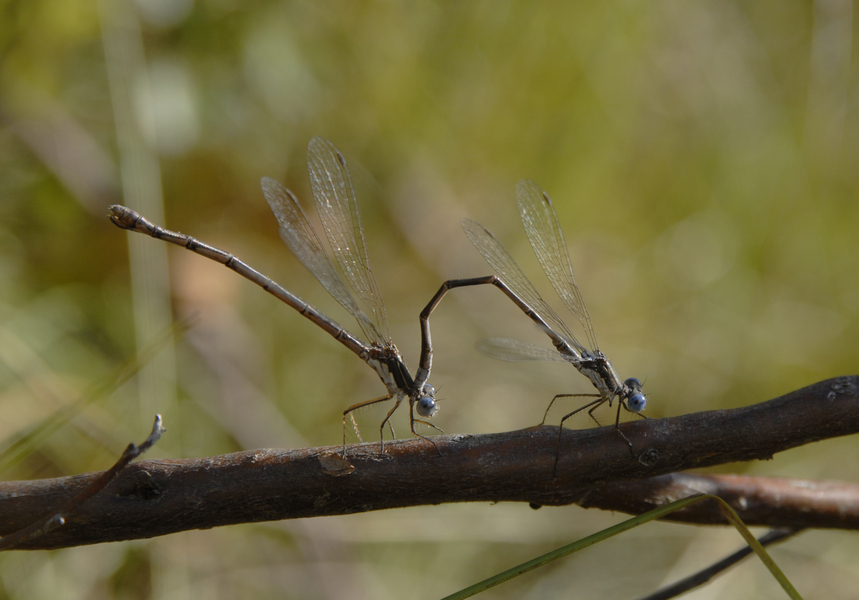 Lestes congener