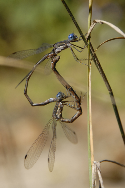 Lestes congener