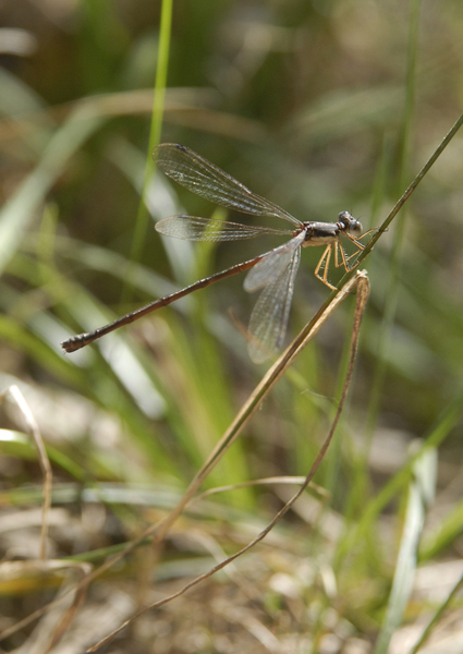 Odonata