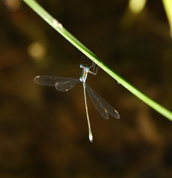 lestes8304