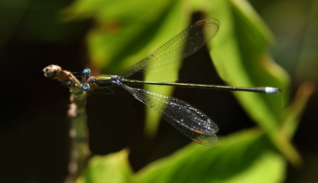 lestes8319