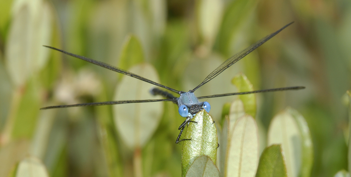 Hexapoda