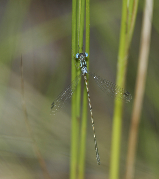 Odonata