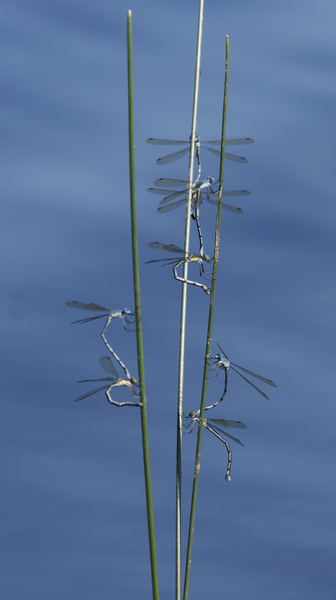 mating_lestes0087