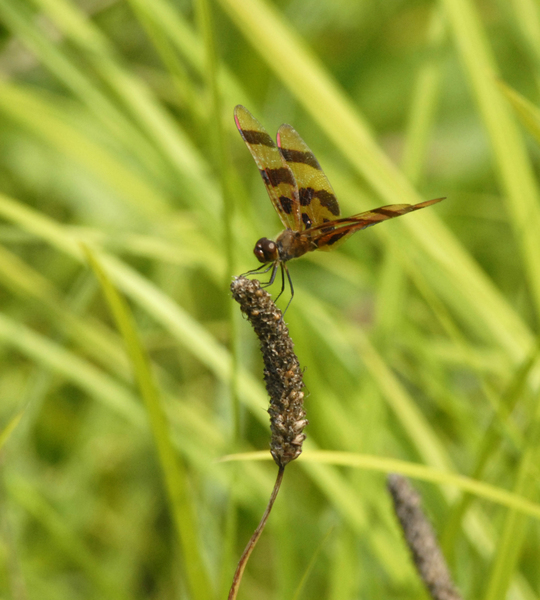 Celithemis