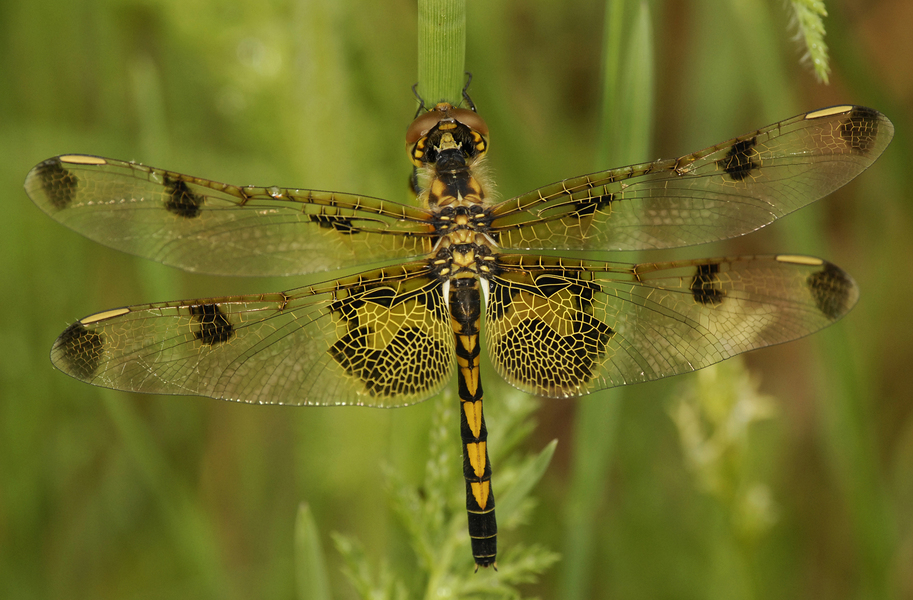 Celithemis elisa